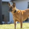 dd338d88-24fd-4c6d-9732-851fbb39bafd.__CR20328360_PT0_SX166_V1___-1.jpg PetSafe Stay & Play Wireless Fence Receive Collar – Rechargeable and Waterproof Receiver Collar with Quick Charge in 2-3 Hours – for Dogs 5lb+