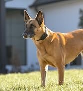 dd338d88-24fd-4c6d-9732-851fbb39bafd.__CR20328360_PT0_SX166_V1___.jpg PetSafe Stay & Play Wireless Fence Receive Collar – Rechargeable and Waterproof Receiver Collar with Quick Charge in 2-3 Hours – for Dogs 5lb+